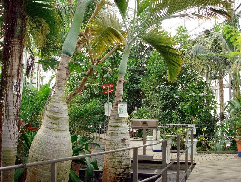 Himi Seaside Botanical Garden, Himi, Japan, Japan